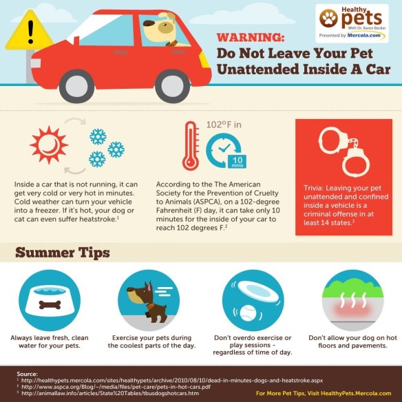 Pet Safety Image