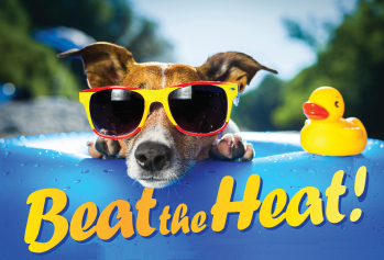 Beat the Heat Pet Tips